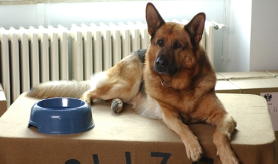 Kommissar Rex